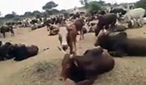 Vidéo: Découvrez  le  troupeau de bœufs de Béthio Thioune pour le Magal 2016