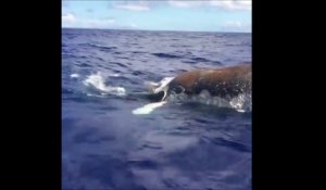 Un requin-tigre dévore une baleine