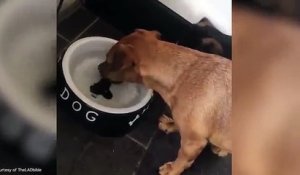 Ce chien essaye d'attraper désespérément un os dans sa gamelle