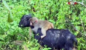 Cette chèvre et ce petit singe sont devenu meilleurs amis... Adorable