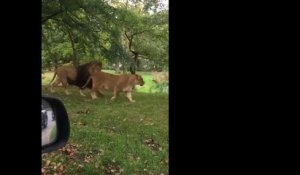 Le bébé vomit quand il voit un lion dans un zoo