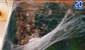Une araignée géante et ses bébés vivent dans une boîte aux lettres - Le rewind du jeudi 24 novembre  2016.