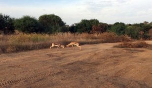 Deux Gazelles se battent