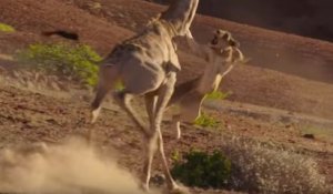 Une lionne essaie d'arrêter une girafe
