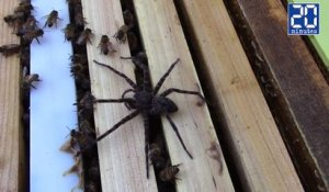 Une araignée se fait attaquer par des abeilles ! - Le rewind du mardi 29 novembre 2016.