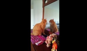 Ce chat joue à chat avec son reflet dans le miroir