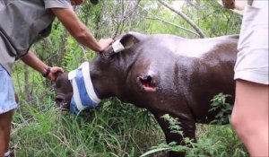 Ce bébé rhinocéros touché par une balle de braconnier va etre sauvé de justesse!
