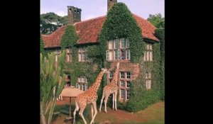 Cet hôtel vous propose de déjeuner avec des girafes !