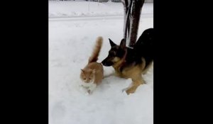 Un chat et un chien jouent dans la neige