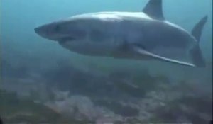 Ushaka Territoire du Grand Requin Blanc - extrait