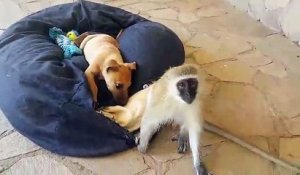 Ce singe rescapé d'un accident, s'occupe des animaux d'un refuge