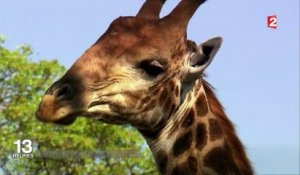 La girafe : un animal en voie de disparition