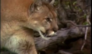 Le puma - Champions de la nature