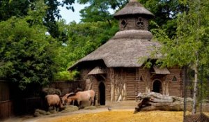 Sauvez la Fabrique des chevaux de Przewalski à la Ménagerie, zoo du Jardin des Plantes