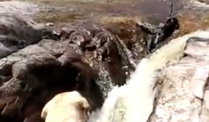Un chien sauve une autre chien dans une cascade