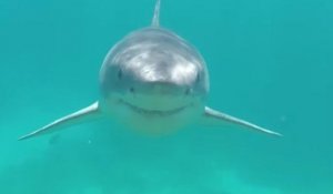 Un plongeur est bousculé par un grand requin blanc.