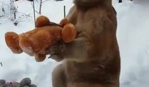 Cet ours se fait de nouveaux potes