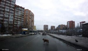 Ce conducteur russe aide un chiot à traverser la route
