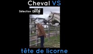 Lorsque un cheval se retrouve face à une tête de licorne...