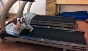 Un bébé fait du tapis roulant dans une salle de sport !