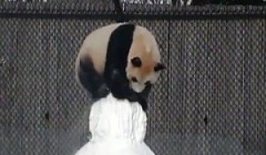 Voilà ce qui arrive lorsqu’un panda voit un bonhomme de neige pour la première fois !
