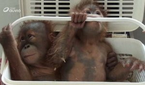 Thaïlande : la police sauve deux bébés orangs-outans d'un trafic