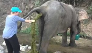 Une vétérinaire aide un éléphant avec une occlusion intestinale