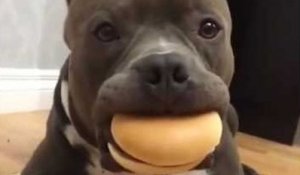 Ce pauvre chien reste immobile avec un hamburger dans la gueule !