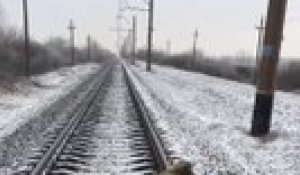 Ce chien courageux passe sous un train pour rester avec sa soeur blessée !