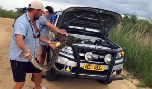 Une famille découvre un énorme python sous le capot de leur voiture