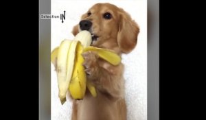 Ce petit chien mange sa banane comme un humain
