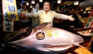 Japon : un thon rouge vendu 605 000 euros
