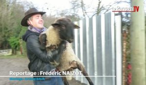 Montmagny : le sauvetage des moutons promis à l'abattoir