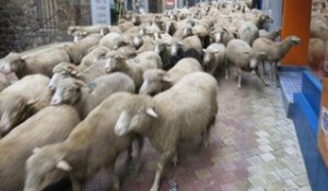 250 moutons dans les rues...