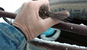 Un homme utilise son souffle pour libérer un oiseau gelé à une clôture