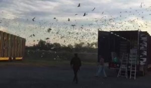 Un lacher de plus de 5000 pigeons voyageurs...