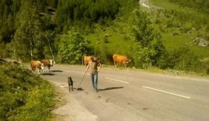 Direction les alpages pour 180 vaches du Gaec des...