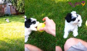 Un adorable chiot jouant avec une balle