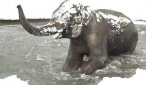 La neige tombe sur le zoo de Portland, certains animaux en sont ravis !