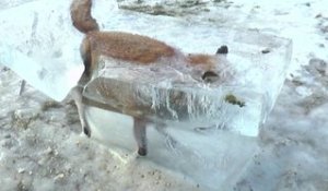 Un renard retrouvé emprisonné dans un bloc de glace !