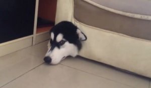 Un chien la tête coincée dans le canapé