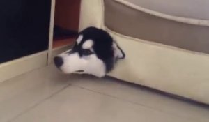 Un Husky se coince dans un canapé