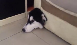 Un chien la tête coincée dans le canapé