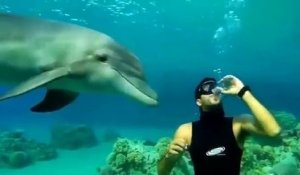 Proposer de l'eau à un dauphin