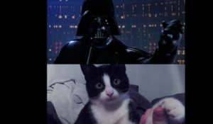 Star Wars avec des chats