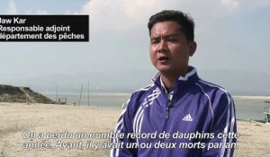 En Birmanie, les dauphins de l'Irrawaddy menacés d'extinction