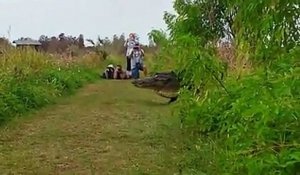 Un alligator géant passe devant des touristes