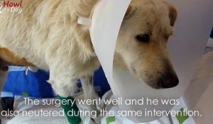 Ce chien errant a été retrouvé mal en point, mais ce qu’ils découvrent est bien plus triste