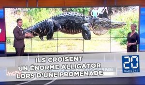 Ils croisent un énorme alligator lors d'une promenade