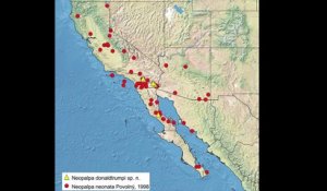La nouvelle espèce de mite baptisée Neopalda donaltrumpi